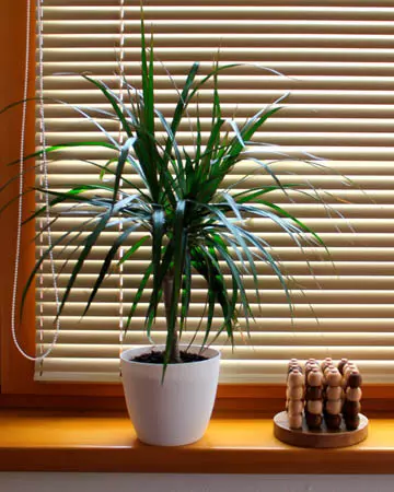 Gold Venetian Blinds